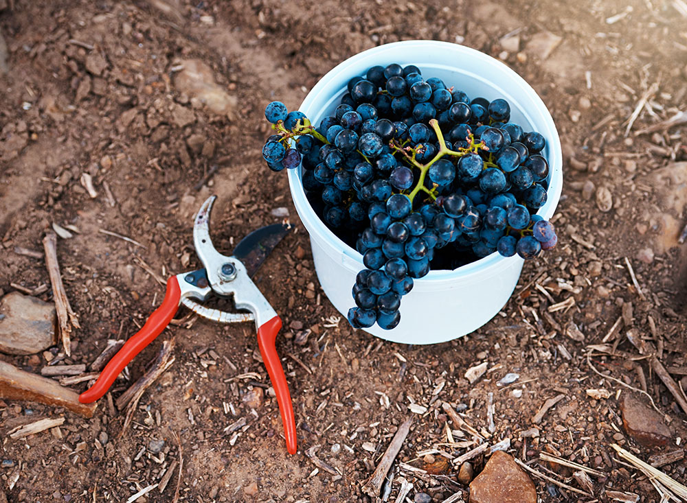 Valorización del orujo de uva: una revisión de las aplicaciones, los beneficios nutricionales y el potencial en el desarrollo de alimentos funcionales
